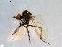  ( - 10PROBE-09065)  @13 [ ] CreativeCommons - Attribution (2011) CBG Photography Group Centre for Biodiversity Genomics