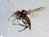  ( - 10PROBE-09066)  @13 [ ] CreativeCommons - Attribution (2011) CBG Photography Group Centre for Biodiversity Genomics