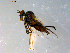 ( - 10PROBE-09074)  @13 [ ] CreativeCommons - Attribution (2011) CBG Photography Group Centre for Biodiversity Genomics