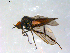  ( - 10PROBE-09076)  @13 [ ] CreativeCommons - Attribution (2011) CBG Photography Group Centre for Biodiversity Genomics