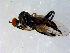  ( - 10PROBE-09082)  @13 [ ] CreativeCommons - Attribution (2011) CBG Photography Group Centre for Biodiversity Genomics
