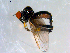  ( - 10PROBE-09088)  @13 [ ] CreativeCommons - Attribution (2011) CBG Photography Group Centre for Biodiversity Genomics