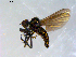  ( - 10PROBE-09093)  @13 [ ] CreativeCommons - Attribution (2011) CBG Photography Group Centre for Biodiversity Genomics