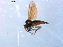  ( - 10PROBE-09105)  @13 [ ] CreativeCommons - Attribution (2011) CBG Photography Group Centre for Biodiversity Genomics