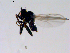  ( - 10PROBE-11310)  @12 [ ] CreativeCommons - Attribution (2011) CBG Photography Group Centre for Biodiversity Genomics