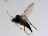  ( - 10PROBE-11311)  @13 [ ] CreativeCommons - Attribution (2011) CBG Photography Group Centre for Biodiversity Genomics