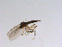  ( - 10PROBE-11333)  @12 [ ] CreativeCommons - Attribution (2011) CBG Photography Group Centre for Biodiversity Genomics
