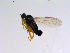  ( - 10PROBE-11339)  @13 [ ] CreativeCommons - Attribution (2011) CBG Photography Group Centre for Biodiversity Genomics