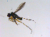  ( - 10PROBE-11342)  @12 [ ] CreativeCommons - Attribution (2011) CBG Photography Group Centre for Biodiversity Genomics