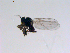  ( - 10PROBE-11352)  @12 [ ] CreativeCommons - Attribution (2011) CBG Photography Group Centre for Biodiversity Genomics