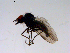  ( - 10PROBE-11359)  @12 [ ] CreativeCommons - Attribution (2011) CBG Photography Group Centre for Biodiversity Genomics