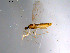  ( - 10PROBE-11392)  @13 [ ] CreativeCommons - Attribution (2011) CBG Photography Group Centre for Biodiversity Genomics