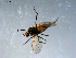  ( - 10PROBE-07901)  @13 [ ] CreativeCommons - Attribution (2011) CBG Photography Group Centre for Biodiversity Genomics