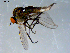  ( - 10PROBE-07903)  @13 [ ] CreativeCommons - Attribution (2011) CBG Photography Group Centre for Biodiversity Genomics