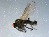 ( - 10PROBE-07906)  @13 [ ] CreativeCommons - Attribution (2011) CBG Photography Group Centre for Biodiversity Genomics