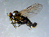  ( - 10PROBE-07907)  @13 [ ] CreativeCommons - Attribution (2011) CBG Photography Group Centre for Biodiversity Genomics