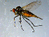  ( - 10PROBE-07908)  @13 [ ] CreativeCommons - Attribution (2011) CBG Photography Group Centre for Biodiversity Genomics