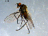  ( - 10PROBE-07910)  @13 [ ] CreativeCommons - Attribution (2011) CBG Photography Group Centre for Biodiversity Genomics