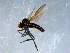  ( - 10PROBE-07928)  @13 [ ] CreativeCommons - Attribution (2011) CBG Photography Group Centre for Biodiversity Genomics