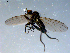  ( - 10PROBE-07932)  @12 [ ] CreativeCommons - Attribution (2011) CBG Photography Group Centre for Biodiversity Genomics