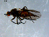  ( - 10PROBE-07934)  @12 [ ] CreativeCommons - Attribution (2011) CBG Photography Group Centre for Biodiversity Genomics