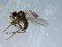  ( - 10PROBE-07941)  @13 [ ] CreativeCommons - Attribution (2011) CBG Photography Group Centre for Biodiversity Genomics