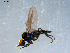  ( - 10PROBE-07944)  @13 [ ] CreativeCommons - Attribution (2011) CBG Photography Group Centre for Biodiversity Genomics