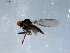  ( - 10PROBE-07966)  @13 [ ] CreativeCommons - Attribution (2011) CBG Photography Group Centre for Biodiversity Genomics