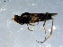  (Tachypeza winthemi - 10PROBE-08371)  @12 [ ] CreativeCommons - Attribution (2011) CBG Photography Group Centre for Biodiversity Genomics