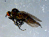  ( - 10PROBE-08376)  @12 [ ] CreativeCommons - Attribution (2011) CBG Photography Group Centre for Biodiversity Genomics