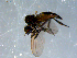  ( - 10PROBE-08379)  @13 [ ] CreativeCommons - Attribution (2011) CBG Photography Group Centre for Biodiversity Genomics