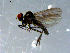  ( - 10PROBE-08390)  @13 [ ] CreativeCommons - Attribution (2011) CBG Photography Group Centre for Biodiversity Genomics