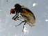  ( - 10PROBE-08391)  @13 [ ] CreativeCommons - Attribution (2011) CBG Photography Group Centre for Biodiversity Genomics