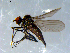  ( - 10PROBE-08392)  @14 [ ] CreativeCommons - Attribution (2011) CBG Photography Group Centre for Biodiversity Genomics
