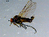 ( - 10PROBE-08440)  @13 [ ] CreativeCommons - Attribution (2011) CBG Photography Group Centre for Biodiversity Genomics