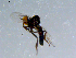  ( - 10PROBE-08504)  @12 [ ] CreativeCommons - Attribution (2011) CBG Photography Group Centre for Biodiversity Genomics