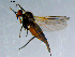  ( - 10PROBE-08508)  @13 [ ] CreativeCommons - Attribution (2011) CBG Photography Group Centre for Biodiversity Genomics