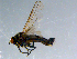  ( - 10PROBE-08511)  @13 [ ] CreativeCommons - Attribution (2011) CBG Photography Group Centre for Biodiversity Genomics