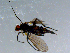  ( - 10PROBE-08527)  @12 [ ] CreativeCommons - Attribution (2011) CBG Photography Group Centre for Biodiversity Genomics