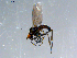  ( - 10PROBE-08532)  @13 [ ] CreativeCommons - Attribution (2011) CBG Photography Group Centre for Biodiversity Genomics