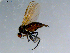  ( - 10PROBE-08539)  @12 [ ] CreativeCommons - Attribution (2011) CBG Photography Group Centre for Biodiversity Genomics