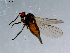  ( - 10PROBE-08542)  @13 [ ] CreativeCommons - Attribution (2011) CBG Photography Group Centre for Biodiversity Genomics