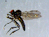  ( - 10PROBE-08576)  @13 [ ] CreativeCommons - Attribution (2011) CBG Photography Group Centre for Biodiversity Genomics