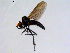  ( - 10PROBE-08631)  @13 [ ] CreativeCommons - Attribution (2011) CBG Photography Group Centre for Biodiversity Genomics