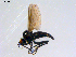  ( - 10PROBE-08640)  @15 [ ] CreativeCommons - Attribution (2011) CBG Photography Group Centre for Biodiversity Genomics