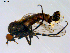  ( - 10PROBE-08645)  @13 [ ] CreativeCommons - Attribution (2011) CBG Photography Group Centre for Biodiversity Genomics