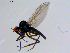  ( - 10PROBE-08688)  @13 [ ] CreativeCommons - Attribution (2011) CBG Photography Group Centre for Biodiversity Genomics