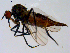  ( - 10PROBE-08705)  @13 [ ] CreativeCommons - Attribution (2011) CBG Photography Group Centre for Biodiversity Genomics