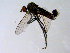  ( - 10PROBE-08714)  @13 [ ] CreativeCommons - Attribution (2011) CBG Photography Group Centre for Biodiversity Genomics