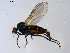  ( - 10PROBE-08715)  @13 [ ] CreativeCommons - Attribution (2011) CBG Photography Group Centre for Biodiversity Genomics